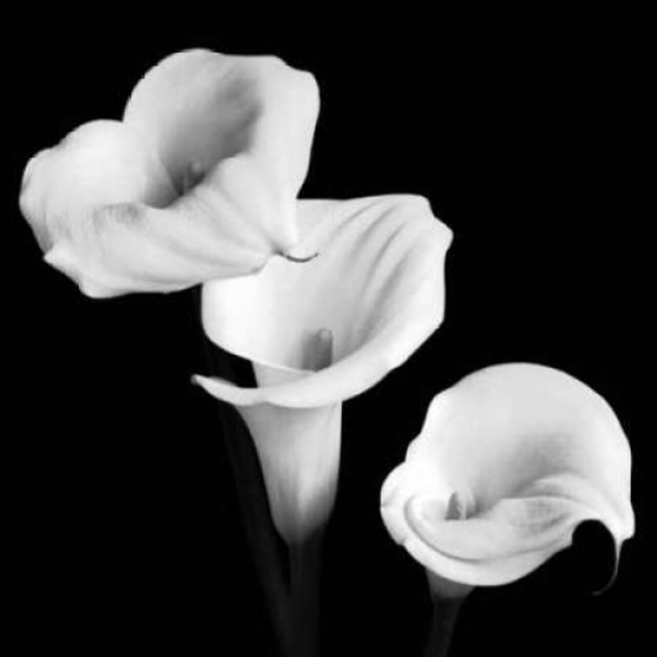 Sisters Poster Print by Michael Faragher - Item # VARPDXFMP107